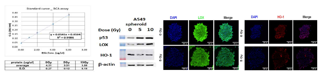 A549 spheroid 모델에 방사선 조사 후 표적단백질 발현
