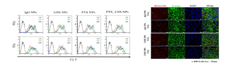 표적지향 PLGA 나노전달체의 이입 확인. (좌) flow cytometry, (우) 공초점현미경