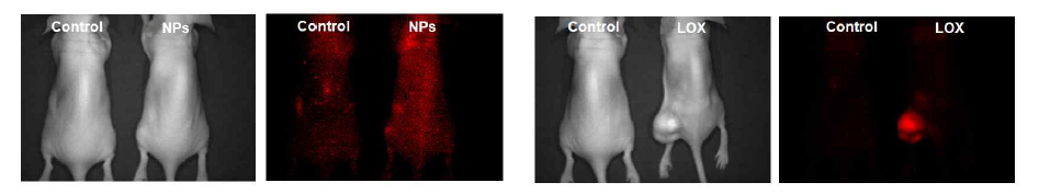 A549 xenograft 모델에 나노입자 iv 주사 후 in vivo 표적 평가