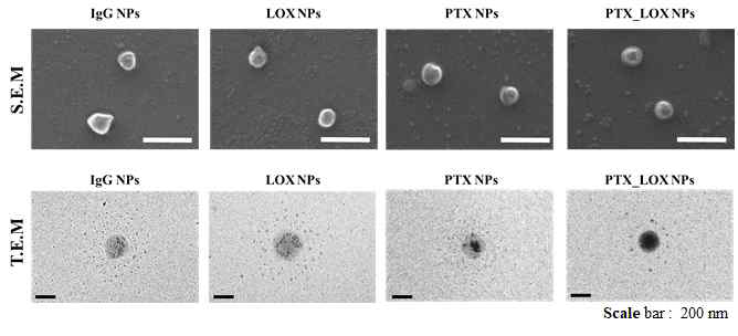 암세포 표적지향 나노전달체의 SEM 및 TEM 이미지