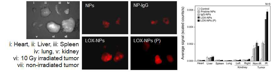 Xenograft 모델에서 방사선 유도 나노전달체의 생채 내 분포 및 전달 효율 평가