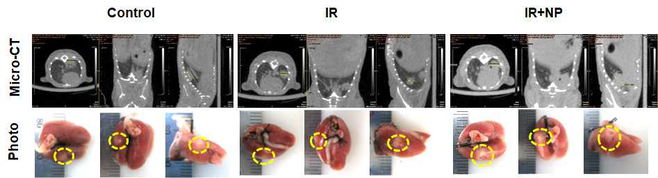 Orthotopic in vivo model 제작 및 방사선조사, 방사선 유도 나노전달체 처리