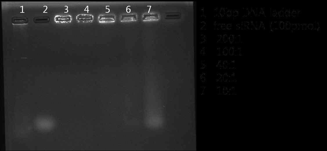 아가로오스 겔을 이용한 siRNA의 최대담지 N/P ratio 확인