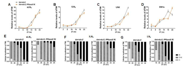 (A-D) 대조군과 PPIaseX 발현저하 초파리의 각 생체시계 뉴런에서 하룻 동안 TIM 양상 (E-G) 생체시계 뉴런에서 TIM nuclear entry