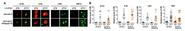 대조군과 PPIaseX 발현저하 초파리 생체시계 뉴런에서 VRI의 양상 (A)과 정량 (B)