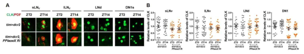 대조군과 PPIaseX 발현저하 초파리 생체시계 뉴런에서 CLK의 양상 (A)과 정량 (B)