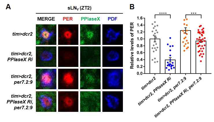 per7,2:9 를 발현하는 초파리에서 PPIaseX knockdown에 의한 PER 양의 변화