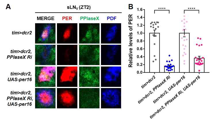 tim-gal4>UAS-per16 초파리에서 PPIaseX knockdown에 의한 PER 양의 변화
