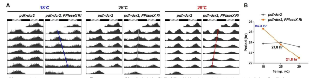 (A) pdf -Gal4로 PPIaseX를 knockdown한 초파리의 행동리듬 분석. (B) 18℃, 25℃, 29℃에서 대조군과 PPIaseX knockdown 초파리의 주기 비교