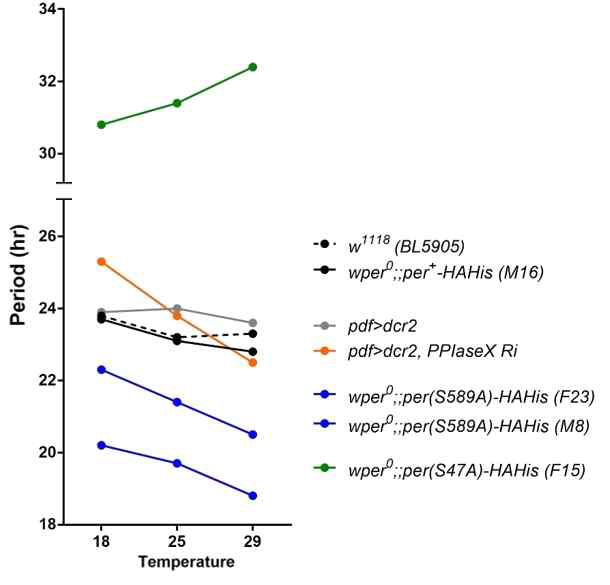 18℃, 25℃, 29℃에서 per-short phospho cluster 돌연변이 초파리의 주기