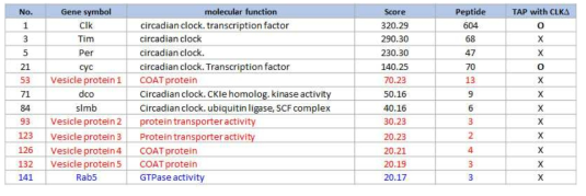 CLK과 CLK△ TAP에서 검출된 생체시계 단백질들과 세포내 수송 vesicle 및 Rab 단백질
