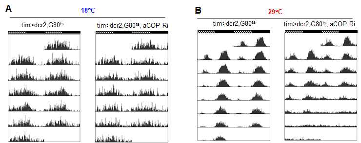 TARGET에 의한 αCOP knock-down. knockdown이 되지 않는 18℃ (A)와 knockdown이 일어나는 29℃ (B)에서 대조군과 knock-down초파리 행동 비교