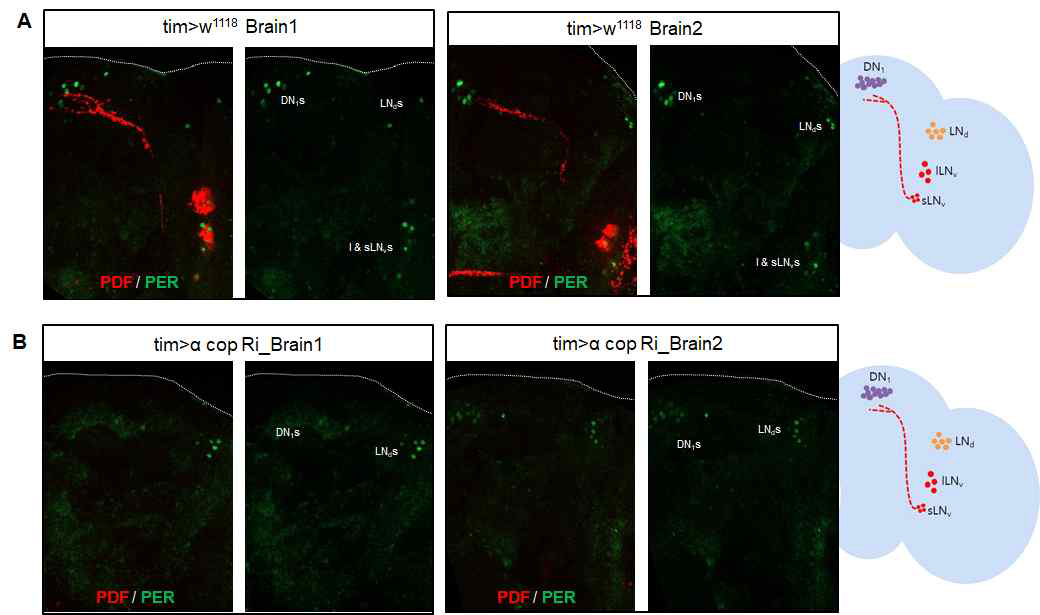 대조군 (A)과 αCOP 유전자가 knock-down된 초파리 (B) 뇌의 PDF와 PER 면염 염색