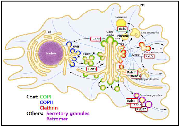 세포내 수송 경로 모식도