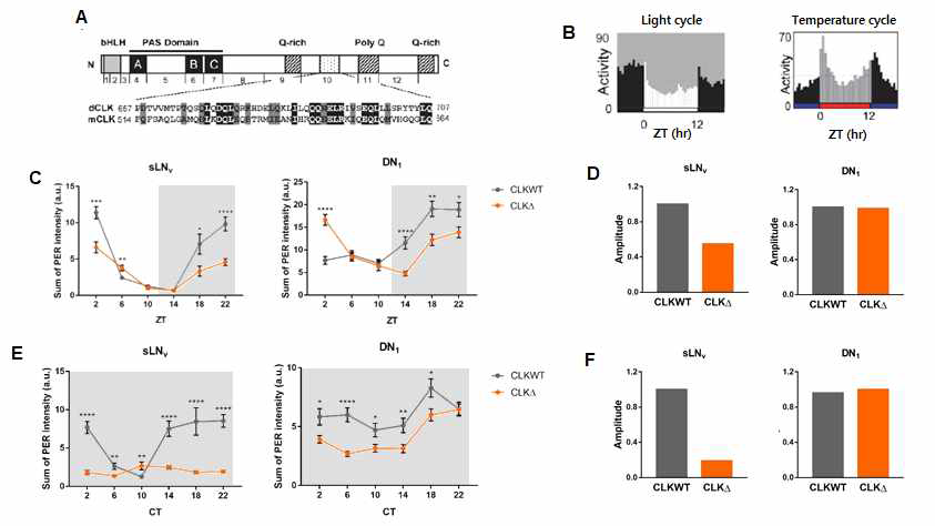 (A) CLK△ 단백질 모식도 (B) 초파리 운동량 일주기 리듬 (C, E) LD (C)와 DD (E) cycle에서 sLNv 뉴런과 DN1 뉴런의 PER 단백질 패턴 (D, F) LD (D)와 DD (F)_ cycle에서 sLNv 뉴런과 DN1 뉴런의 PER 단백질 amplitude