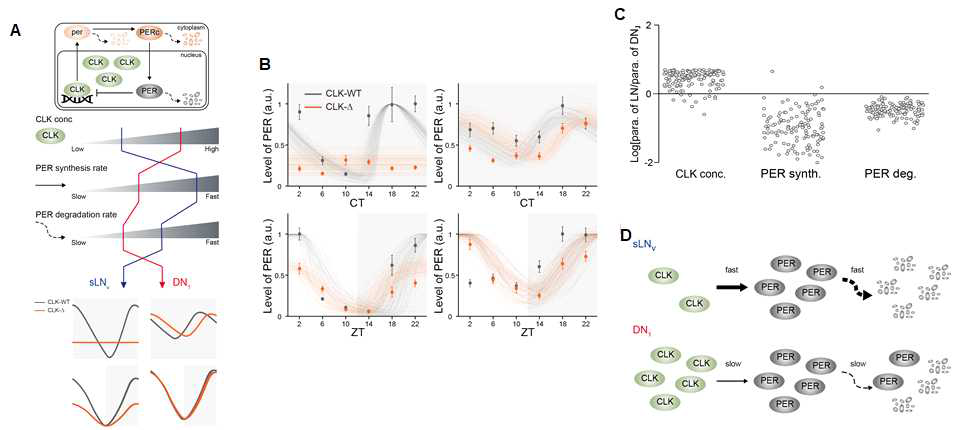 (A) sLNv와 DN1 뉴런의 TTFL 모델 모식도 (B) CLK-WT과 CLK-△ 초파리의 PER 리듬 (dot)과 유사한 패턴을 보이는 모델이 생산한 PER 리듬 (선) (C) 실험결과를 모사하는 CLK과 PER 단백질 parameter들의 sLNv와 DN1 뉴런의 차이 (D) sLNv와 DN1 뉴런의 CLK 과 PER 단백질 대사 차이