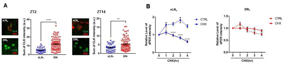 (A) sLNv와 DN1의 CLK 양 비교 (B) CT22에 CHX를 처리한 후 sLNv와 DN1의 PER 양 변화