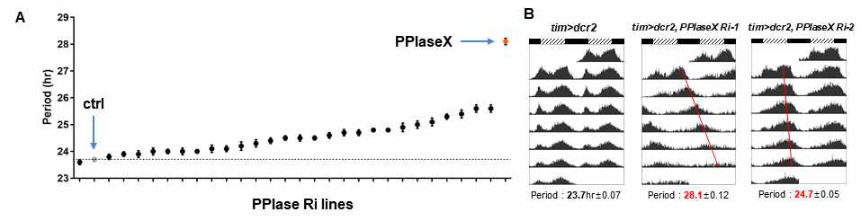 (A) PPIase 발현저하 초파리의 일주기리듬 주기 (B) PPIaseX Ri 초파리의 운동량 일주기리듬