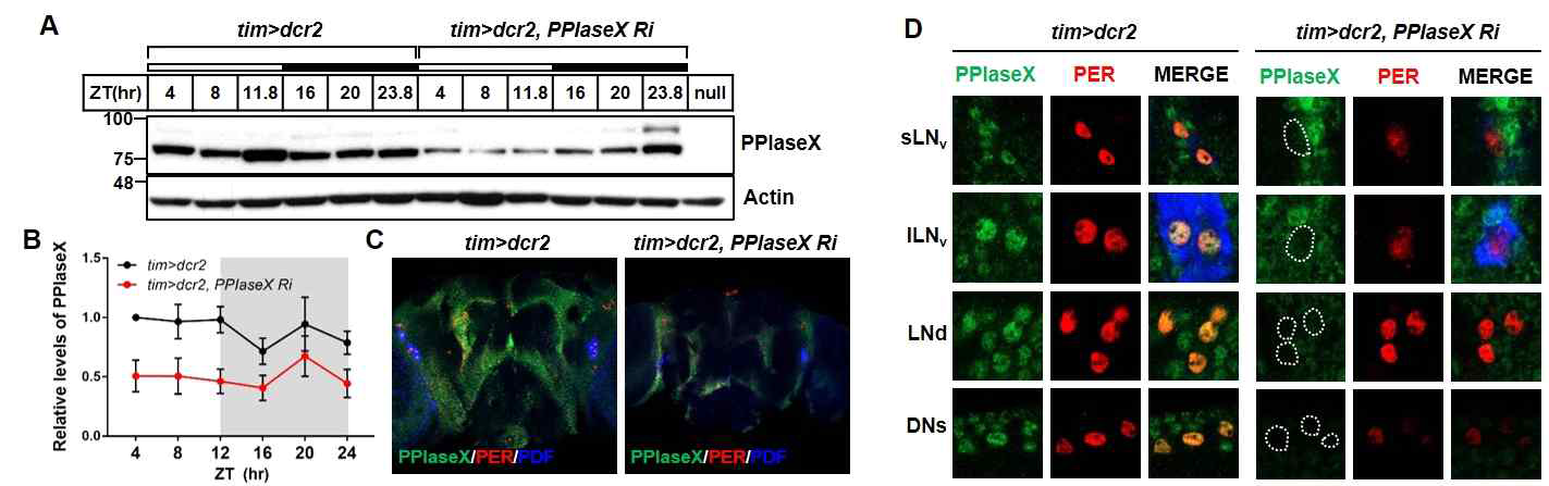 (A, B) 하룻 동안 PPIase X 발현 양상 (C) 초파리 뇌에서 PPIaseX 발현 양상 (D) 생체시계 뉴런의 PPIaseX와 PER 발현 양상