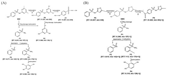 Proposed metabolic pathway of SMZ(A), SMX(B) in S. obliquus