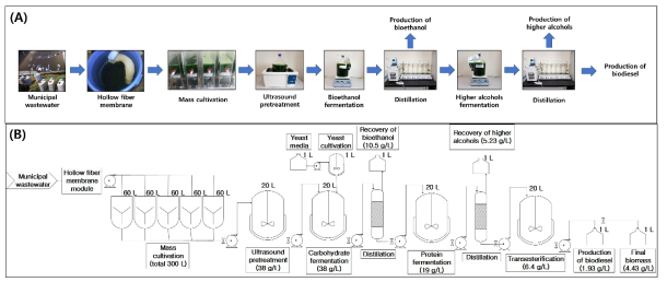 Design and operation of Lab-Pilot scale serial extraction fermentation process (A), process flow diagram, sequentially for feasibility of microalgae biofuels