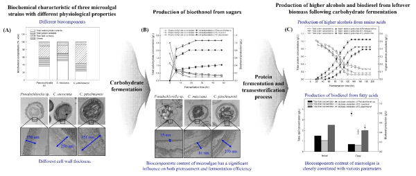 Biochemical characterization and TEM images (A), bioethanol production and TEM image after carbohydrate fermentation (B), higher alcohols and biodiesel production of the three microalgal strains after protein fermentation and transesterification, sequentially