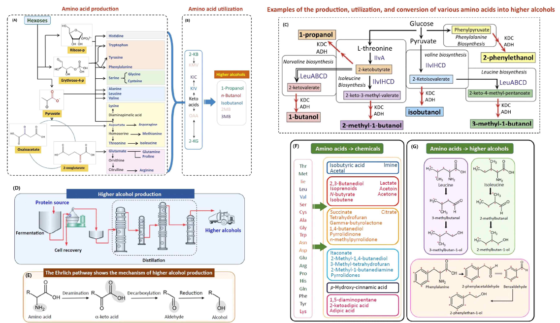 Schematic diagram showing the production of amino acids from available sugars (A). Amino acids are deaminated to various ketoacids and then converted into higher alcohols (B). Examples of various higher alcohols produced during the fermentation of amino acids (C). Schematic diagram showing a production of higher alcohols from proteinous source (D). The Ehrlich pathway demonstrates the mechanism of amino acid conversion into higher alcohols (E). Amino acids are used to produce chemicals and pharmaceutical intermediates (F) and higher alcohols (G)