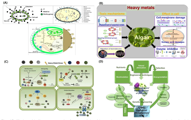 Various binding groups stimulate metal ion biosorption, a variety of transporters is involved in uptake of metal ions, and the cell has numerous intracellular sites for binding and sequestration of metal ions, and A schematic representation of some mechanisms of HMs sequestration, translocation, and uptake (A). The toxic mechanisms and effects on algal cell by HMs (B), A schematic illustration showing reactions of some phytohormones under HMs exposure (C). Capacities of microorganisms for bioremediation and biodegradation constitute forms of natural attenuation (D)