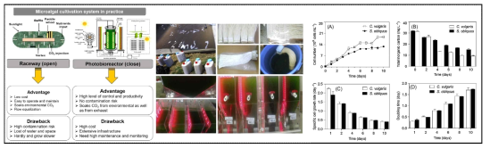 The current microalgal cultivation technologies in practice: A summary of the advantage and drawback for each system, coupling of the wastewatet treatment process with microalgae cultivation in a photobioreactor for biomass production, and variation in the cell number of C. vulgaris, S. obliquus growth in wastewater