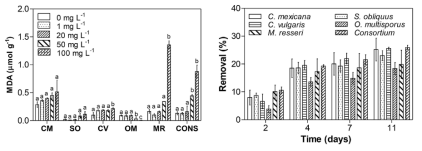 Effects of ENR concentration on the MDA content of C. mexicana (CM), S. obliquus (SO), C. vulgaris (CV), O. multisporus (OM), M. resseri (MR), and microalgae consortium (CONS) and, Removal kinetics of ENR by individual microalgal species and microalgae consortium