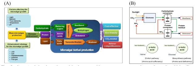 An extended schematic model of a new biomass-energy conversion pathway in which all biochemical content of microalgal biomass can be transformed into biofuel to improve the economic feasibility (A), and conceptual process for biofuel production through carbohydrate fermentation and residual protein, catabolic and anabolic pathways were proposed by Ehrlich, where higher bioalcohols are derived from amino acids and sugars (B)