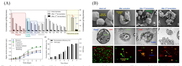 Amino acid profile, Higher alcohol production, and fermentation efficiency of initial microalgal biomass, after carbohydrate fermentation and after protein fermentation (A). Images from SEM, TEM, and FM of intact, after sonication, and after first and second fermentation cells. The images show morphological and internal changes in the cells with the serial fermentations (B)