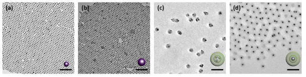 TEM 이미지: (a) 9.5 nm Co 나노입자; (b) 11 nm Co 나노입자; (c) 9.5 nm Co 나노입자가 도입된 구형 마이셀; (d) 11 nm Co 나노입자가 도입된 구형 마이셀 (스케일 바=100 nm)