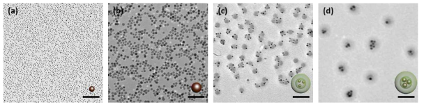 TEM 이미지: (a) 5.5 nm Fe3O4 나노입자; (b) 14 nm Fe3O4 나노입자; (c) 5.5 nm Fe3O4 나노입자가 도입된 구형 마이셀; (d) 14 nm Fe3O4 나노입자가 도입된 구형 마이셀 (스케일 바=100 nm)