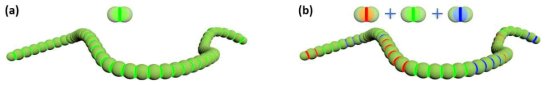 (a) 형광체가 결합된 초구조 고분자; (b) RGB 패치 마이셀의 공중합