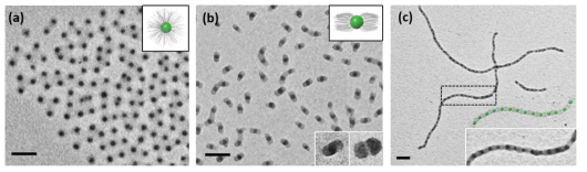 녹색 형광체 도입에 의해 기능화된 마이셀과 초구조 고분자의 TEM 이미지: (a) 구형 마이셀; (b) 패치 마이셀; (c) 초구조 고분자 (스케일 바=100 nm)