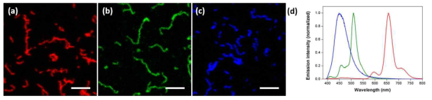 형광체로 기능화된 초구조 고분자의 형광 공초점 현미경 이미지: (a) 적색; (b) 녹색; (c) 청색 (스케일 바=2 μm); (d) 청색, 녹색, 적색 발광 스펙트럼 (여기 파장=365 nm)
