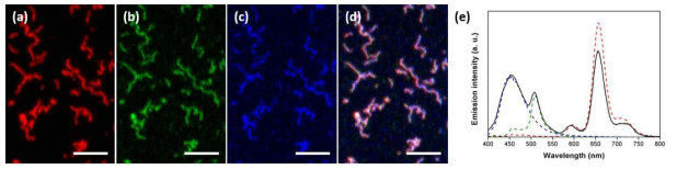 RGB 패치 마이셀이 공중합된 초구조 고분자의 형광 공초점 현미경 이미지: (a) 650~750 nm; (b) 500~600 nm; (c) 410~480 nm; (d) 병합 이미지 (스케일 바=5 μm); (e) 초구조 고분자의 발광 스펙트럼: (실선) RGB 패치 마이셀이 공중합된 초구조 고분자; (점선) 단일 형광체가 도입된 초구조 고분자 (여기 파장=365 nm)