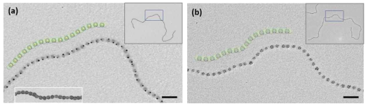 나노입자로 기능화된 초구조 고분자의 TEM 이미지: (a) Au 나노입자; (b) Ag 나노입자 (스케일 바=100 nm)