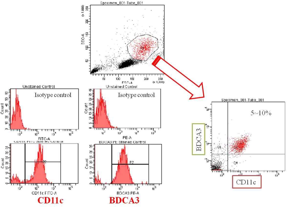 Flowcytometry를 이용한 수지상세포 분리