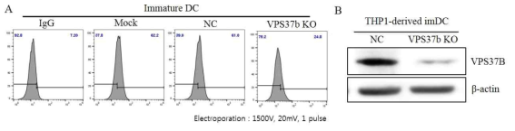 Confirmation of reduced VPS37b in VPS37b KO DCs