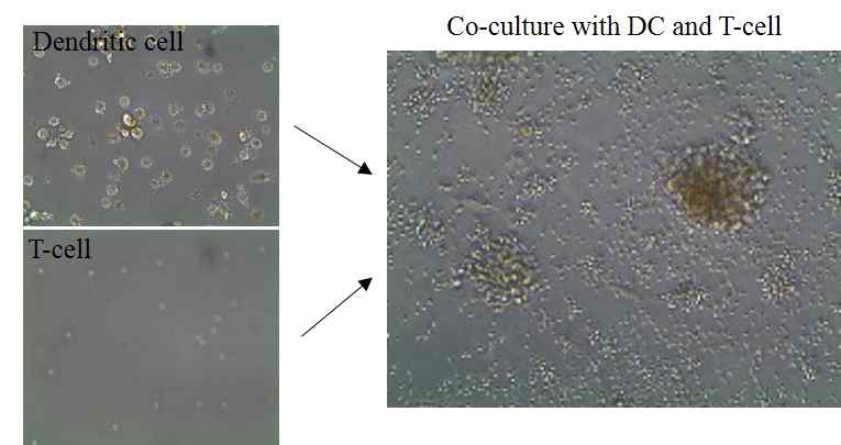 Co-culture with DCs and T cells