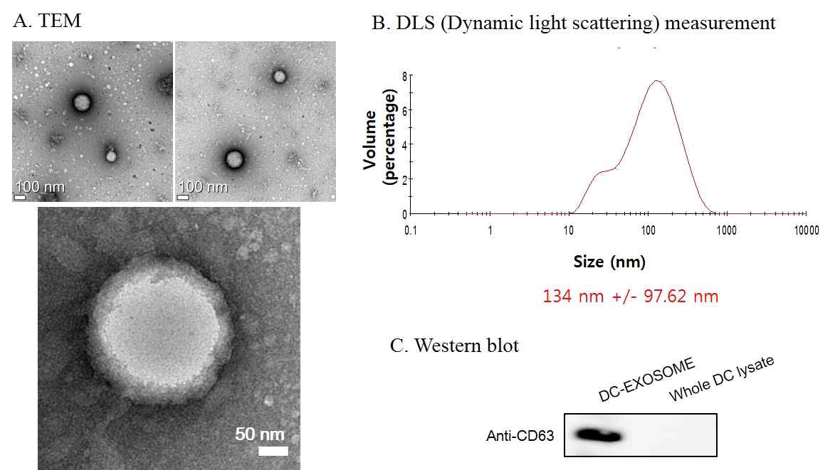 Isolation and determination of DC derived exosome