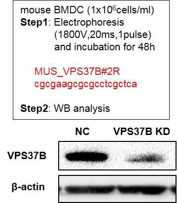 VPS37 제거 마우스 수지상 세포 제조