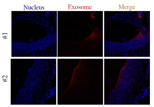 엑소좀의 비 점막 안착 (in vivo)