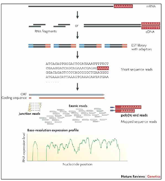 RNA sequencing 염기 서열 분석