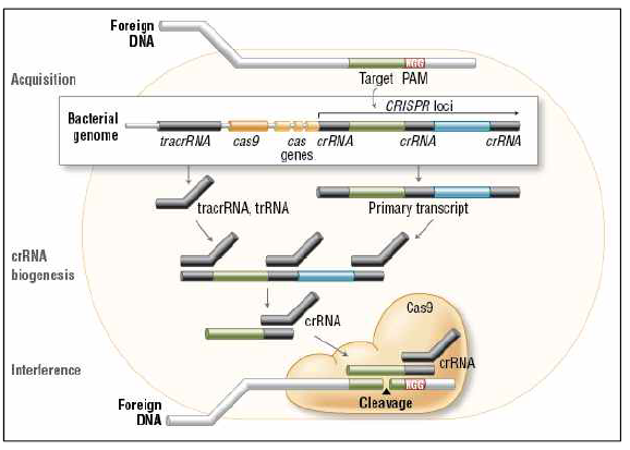 CRISPR/Cas9를 이용한 유전자 발현 조절