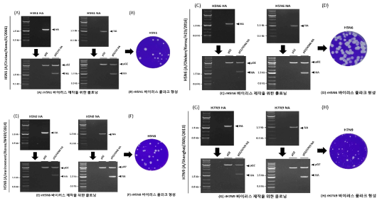 유전자 재조합 조류 인플루엔자바이러스 유전자 클로닝 및 바이러스 확보