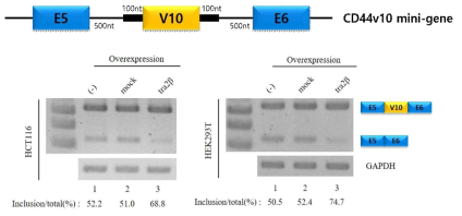 CD44v10의 mini-gene과 tra2β에 의한 RNA alternative splicing 변화