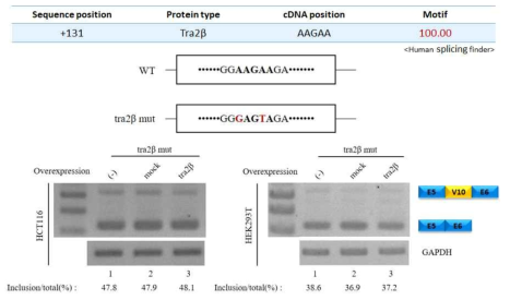 tra2β substitution mutant와 mutant에서의 tra2β의 기능 확인